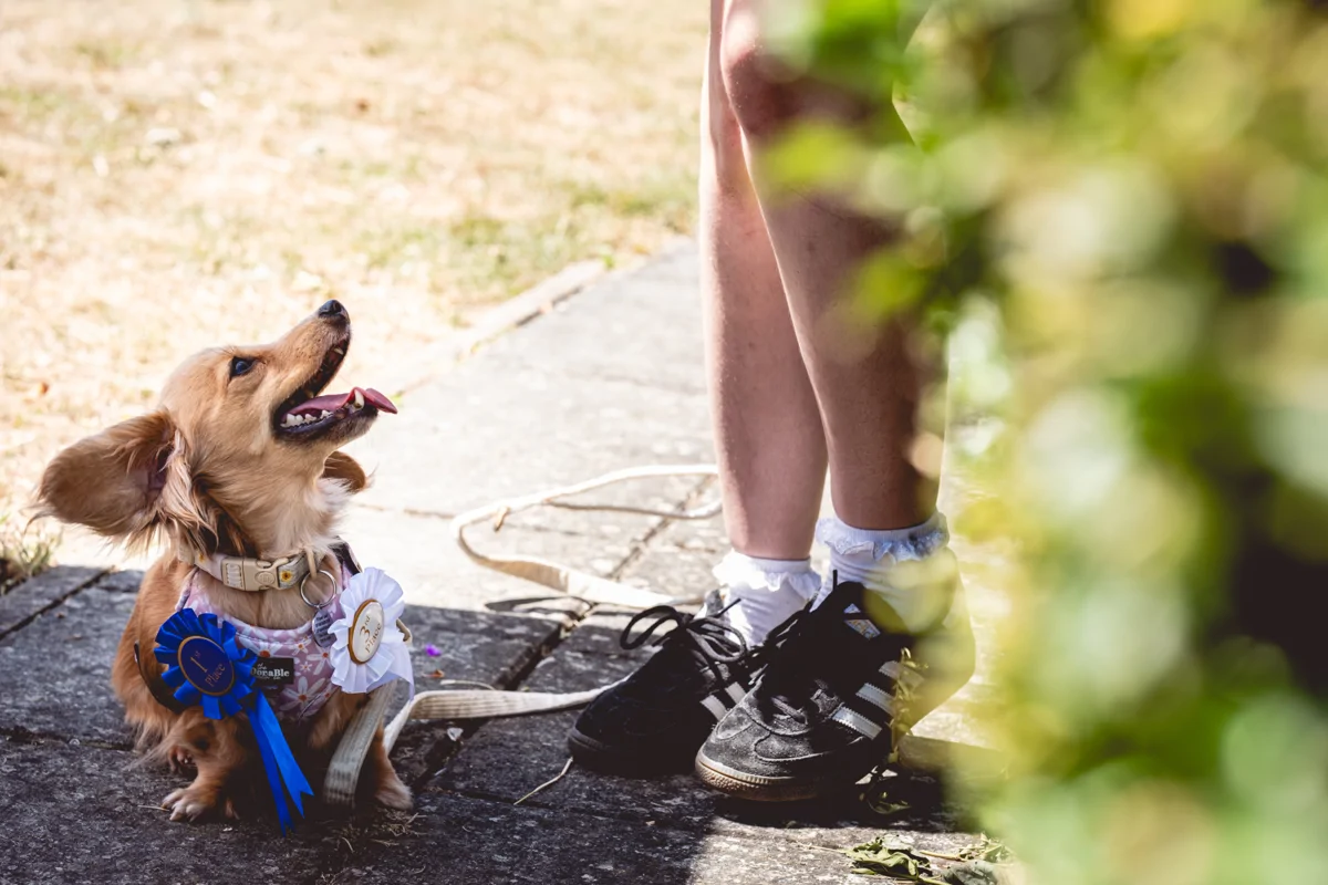 Stanhope Fun Day Dog Show Winner