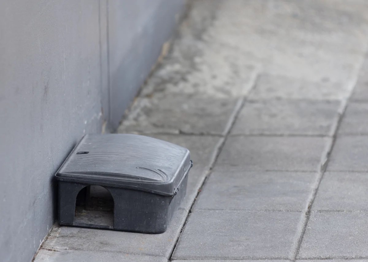 Image shows a black plastic rat trap set outside a property